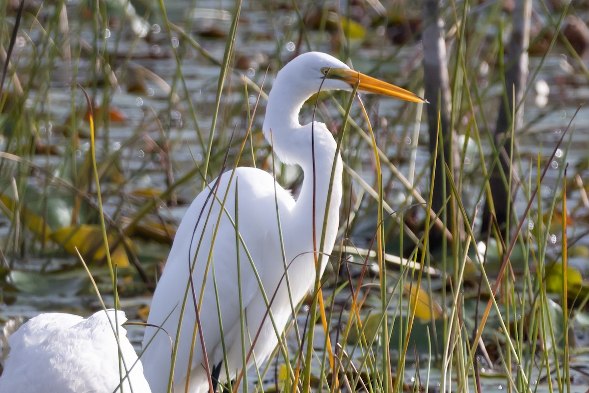 Silberreiher - ML646753574