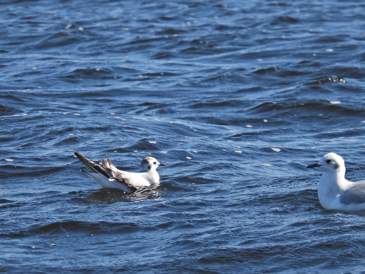 goéland ou mouette sp. - ML646753575