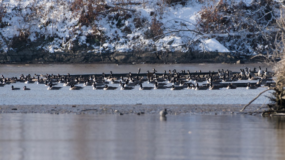 berneška velká - ML646753577