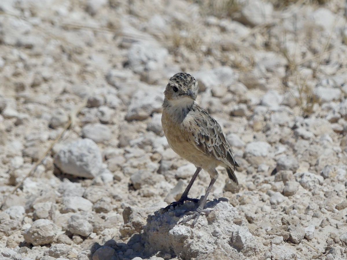 Spike-heeled Lark - ML646753582