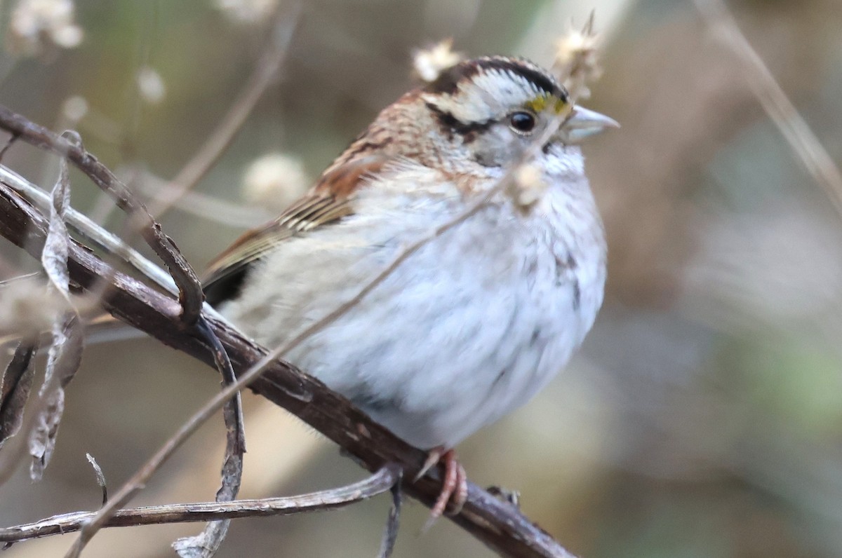 White-throated Sparrow - ML646753583