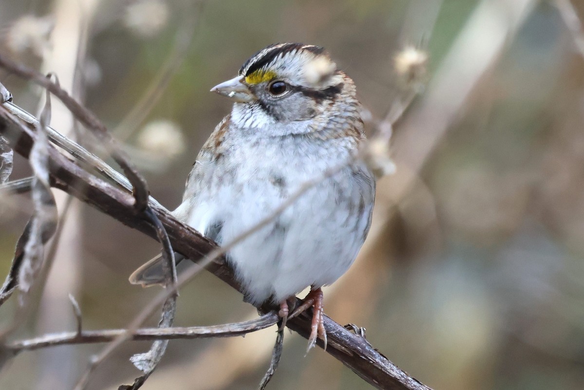 White-throated Sparrow - ML646753584