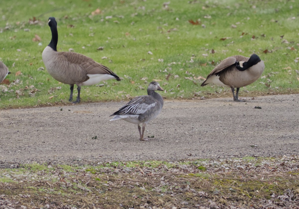 Snow Goose - ML646753585