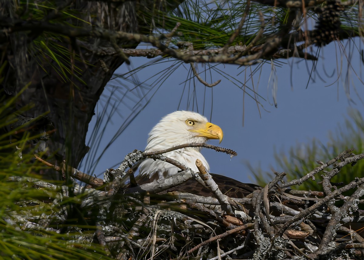 Bald Eagle - ML646753587