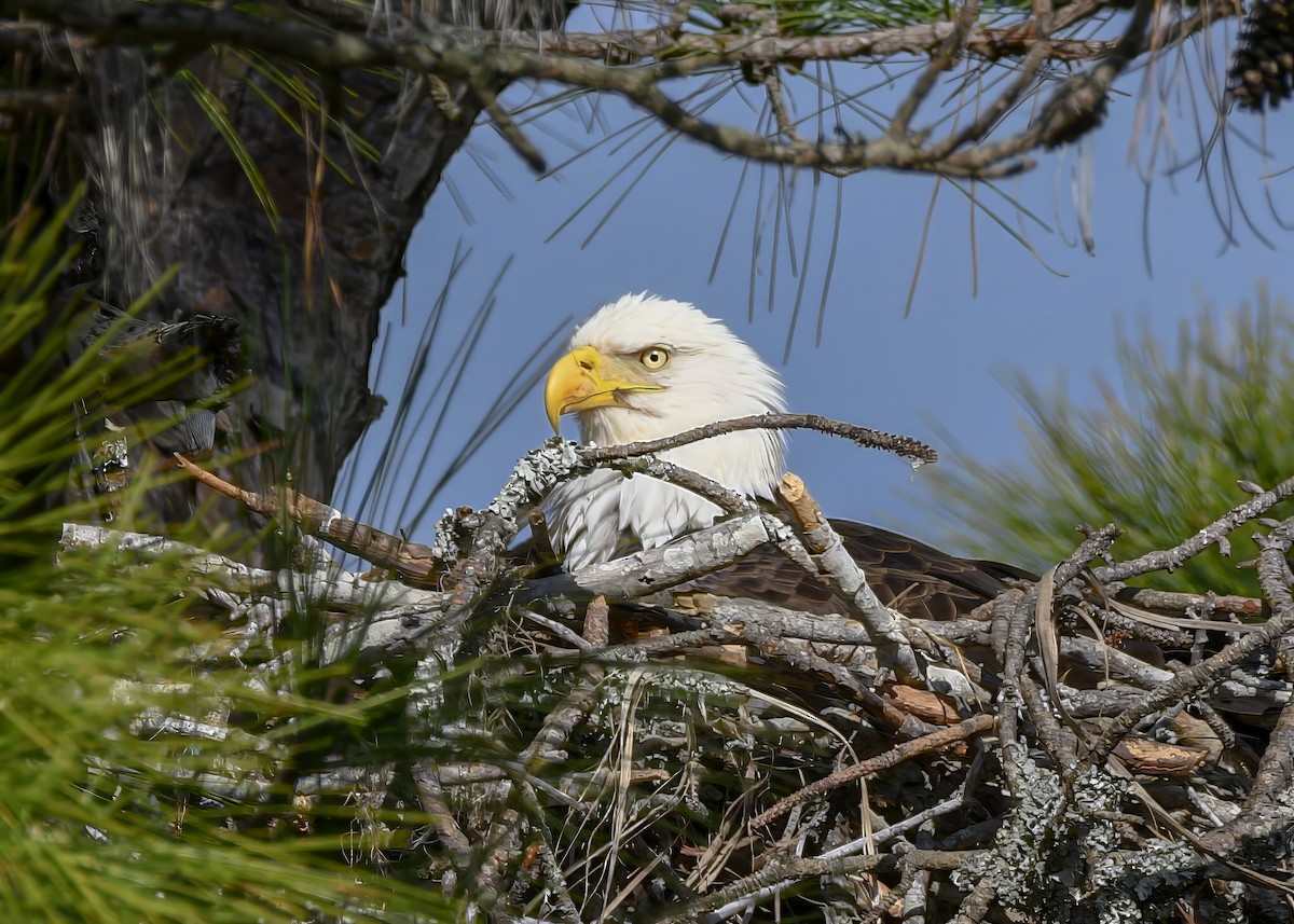 Bald Eagle - ML646753588