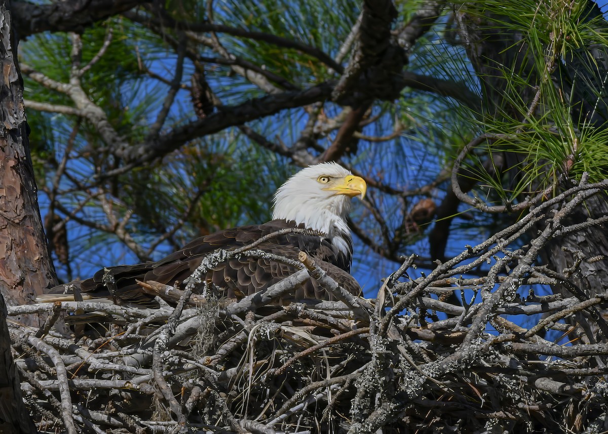 Bald Eagle - ML646753589