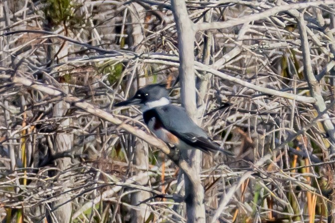 Gürtelfischer - ML646753591