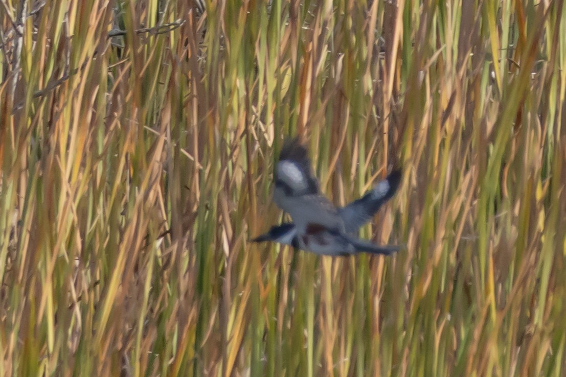 Gürtelfischer - ML646753592