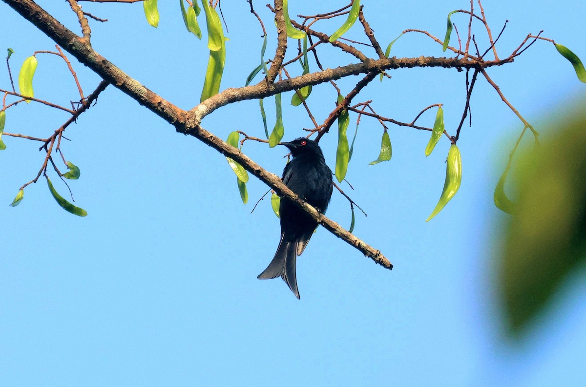 jungeldrongo - ML646753593