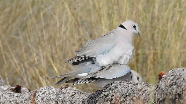 Ring-necked Dove - ML646753594