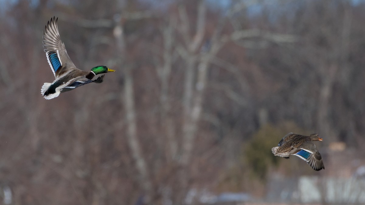 kachna divoká - ML646753596