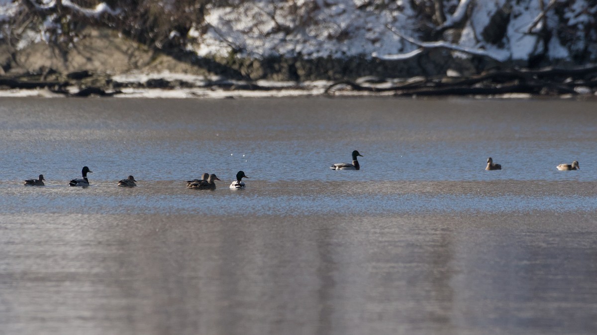 kachna divoká - ML646753597