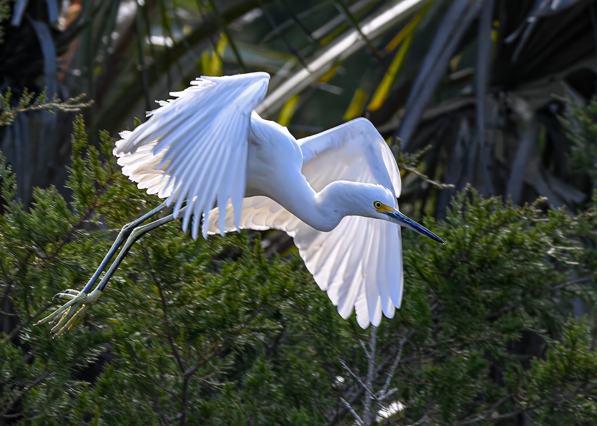 Snowy Egret - ML646753598