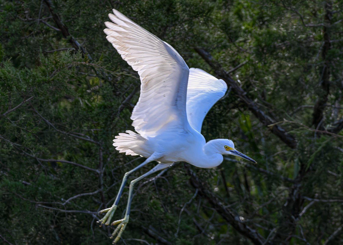 Snowy Egret - ML646753599
