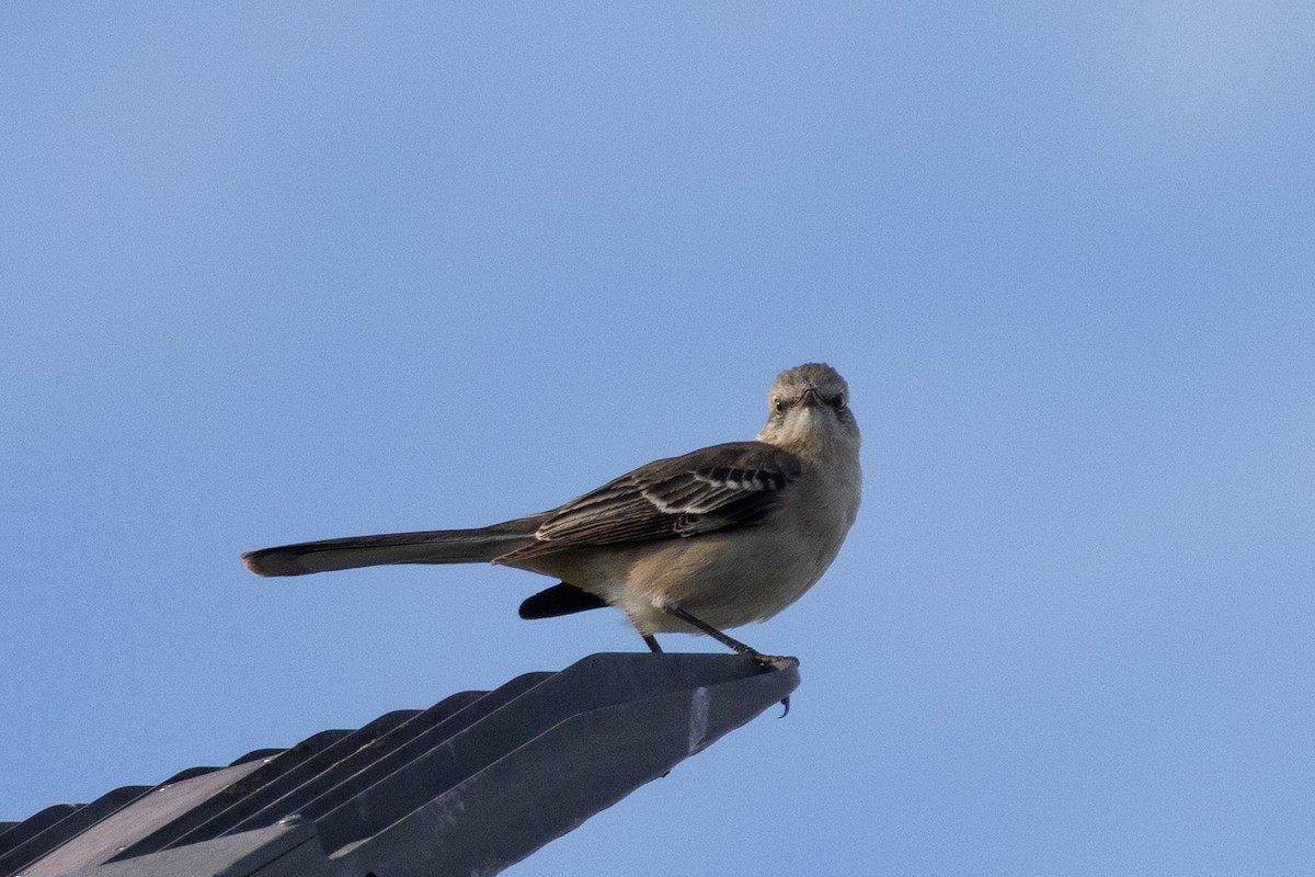 Gartenspottdrossel - ML646753600