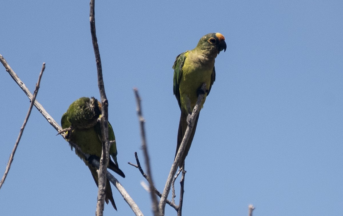 テツバシメキシコインコ - ML646753601