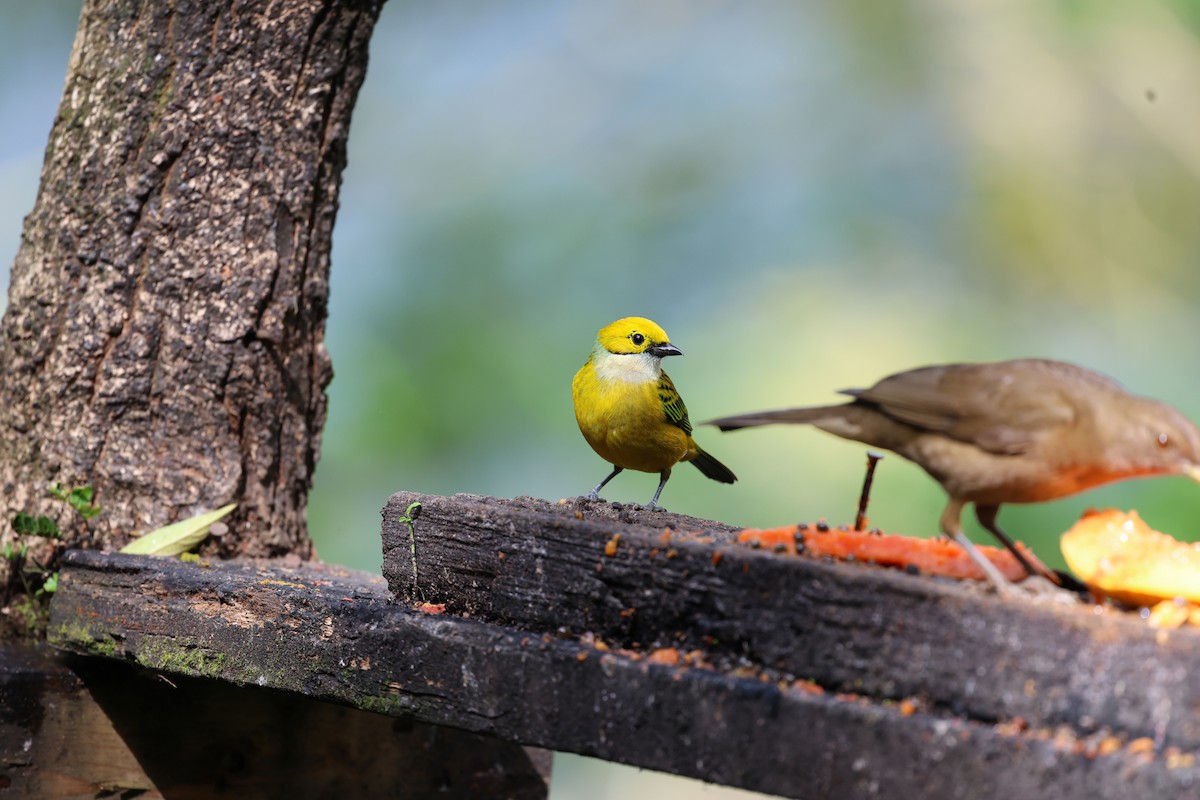 Gümüş Boyunlu Tangara - ML646753604