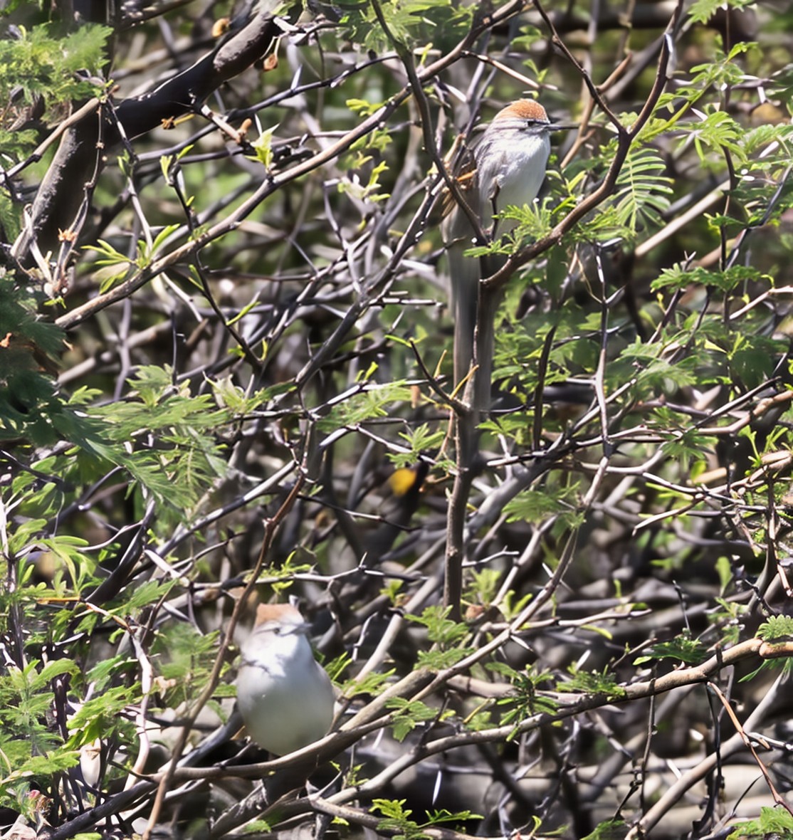 Пію блідий - ML646753605