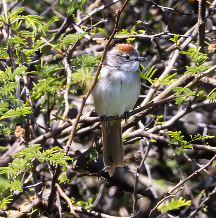 Пію блідий - ML646753606