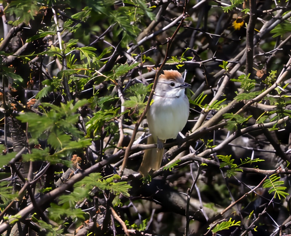 Пію блідий - ML646753607