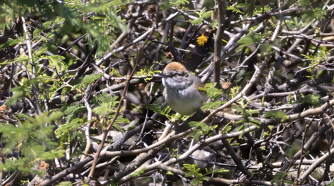 Пію блідий - ML646753608