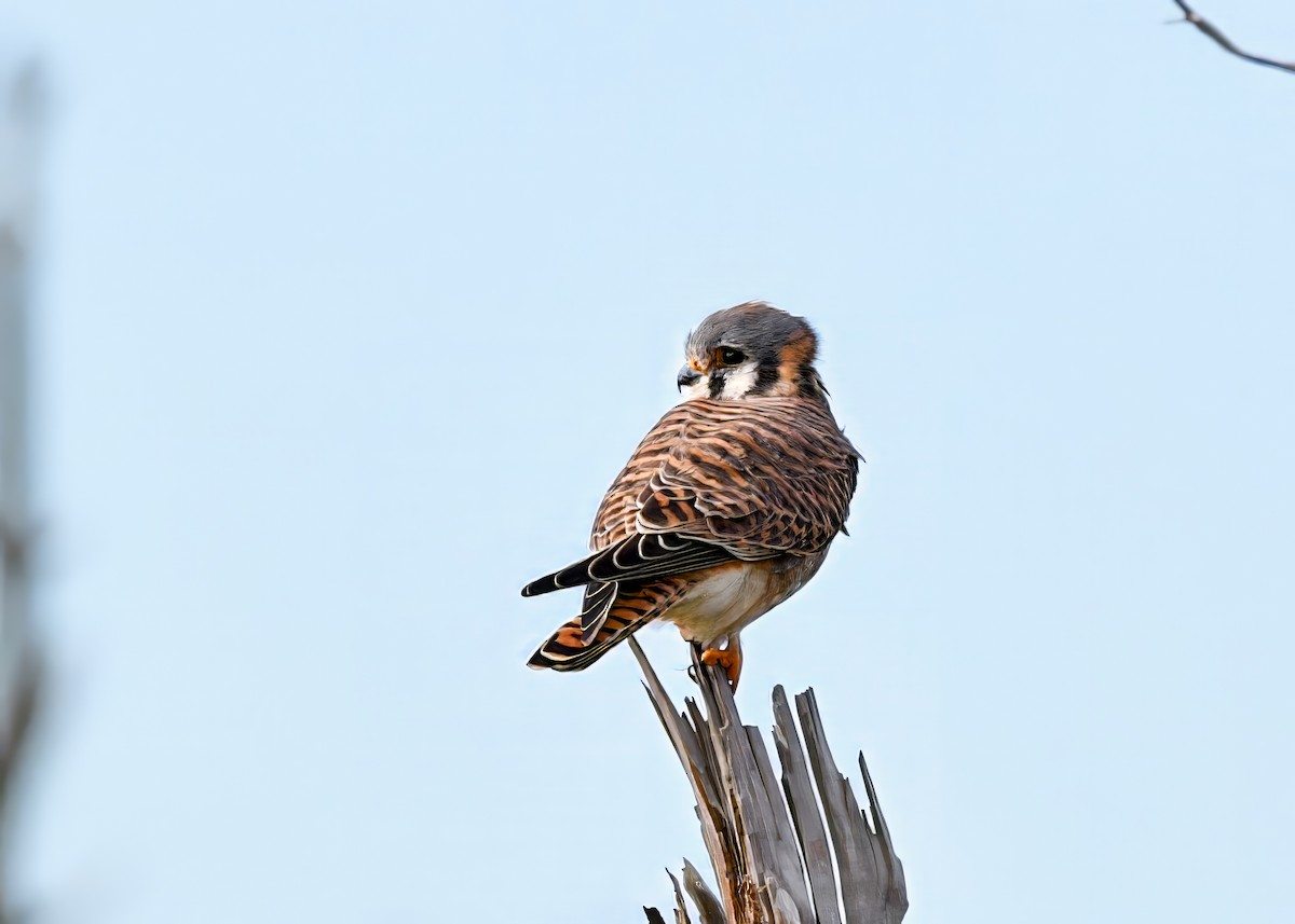 American Kestrel - ML646753609