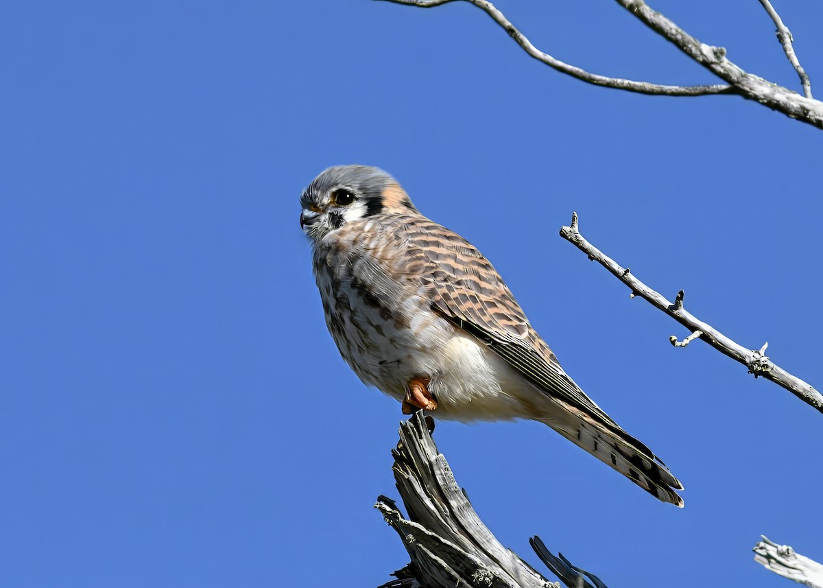 American Kestrel - ML646753610