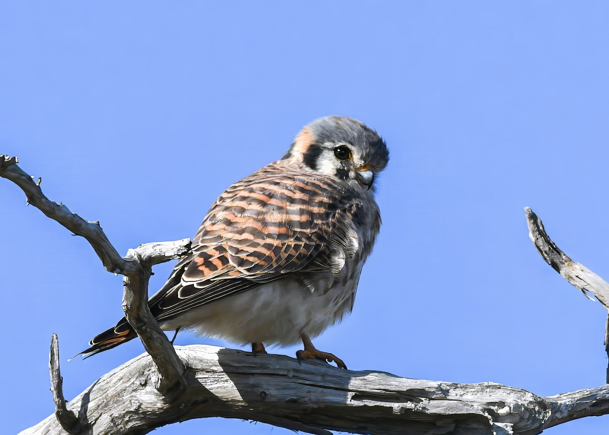 American Kestrel - ML646753611