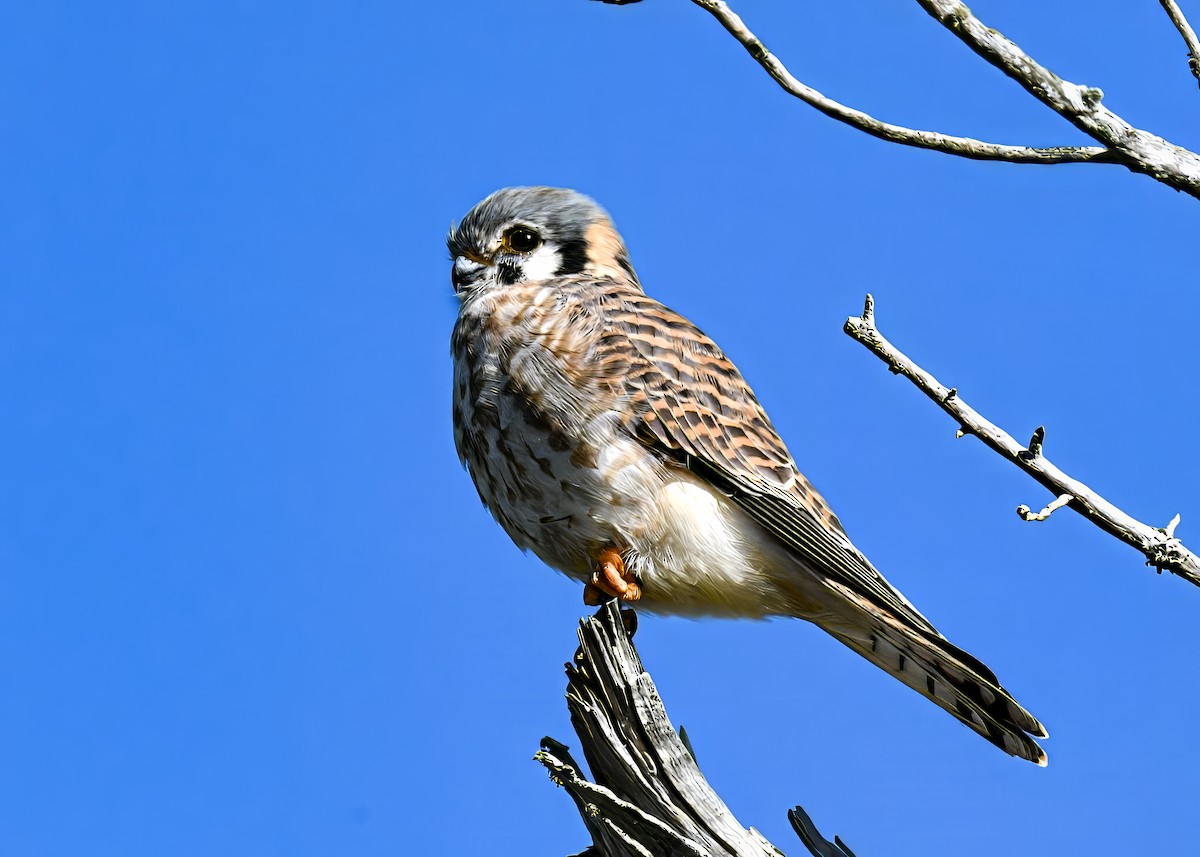 American Kestrel - ML646753612
