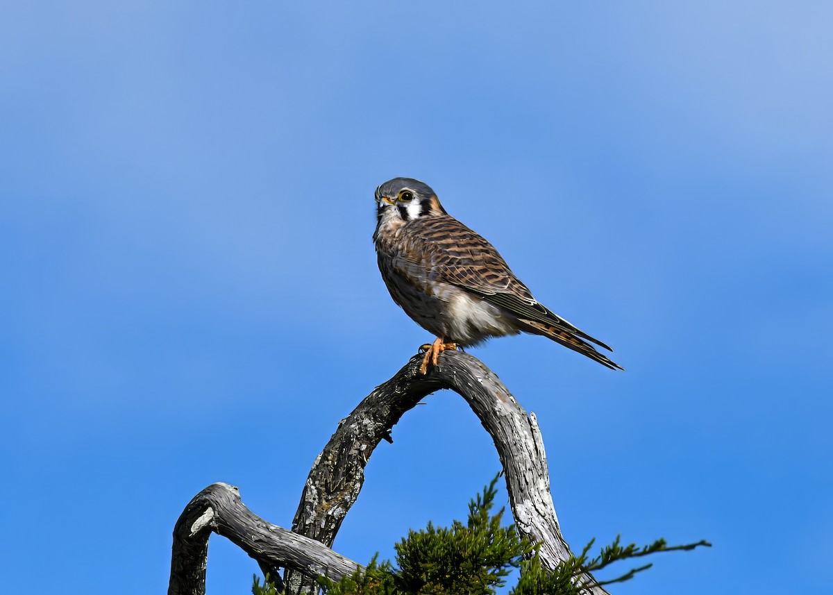 American Kestrel - ML646753613