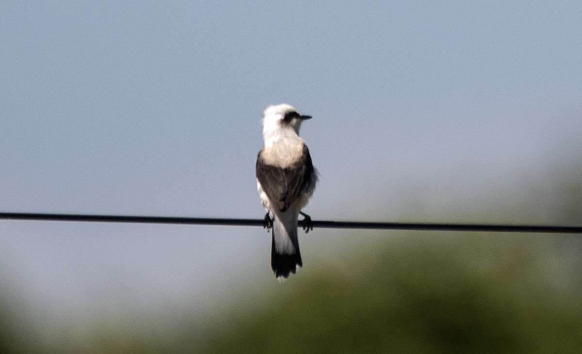 マダラタイランチョウ - ML646753614