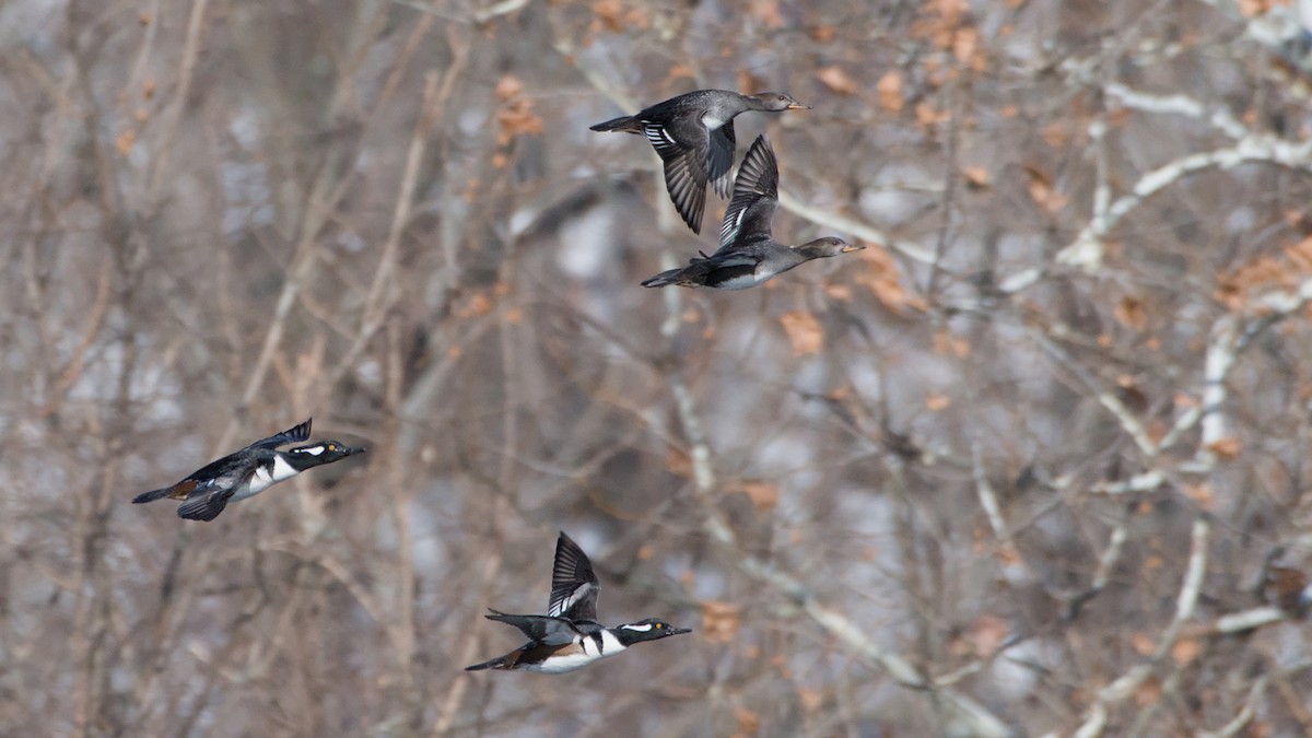 morčák chocholatý - ML646753616