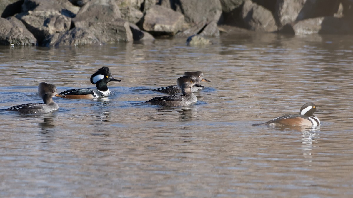 morčák chocholatý - ML646753617