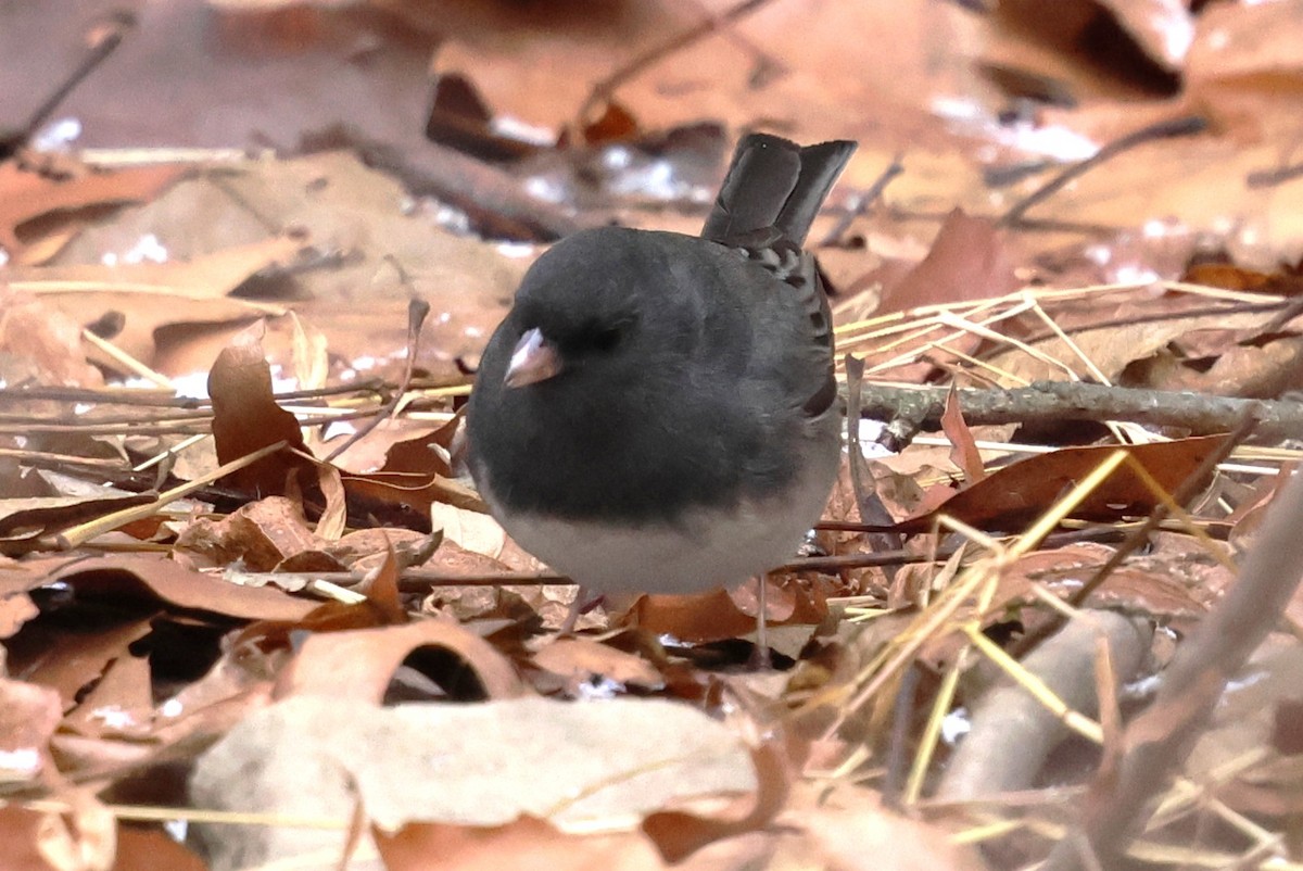 Dark-eyed Junco - ML646753618