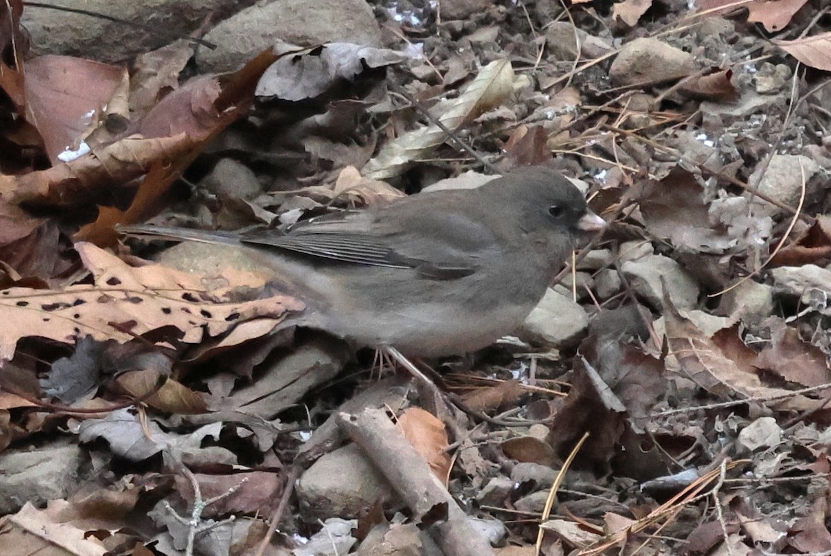 Dark-eyed Junco - ML646753619