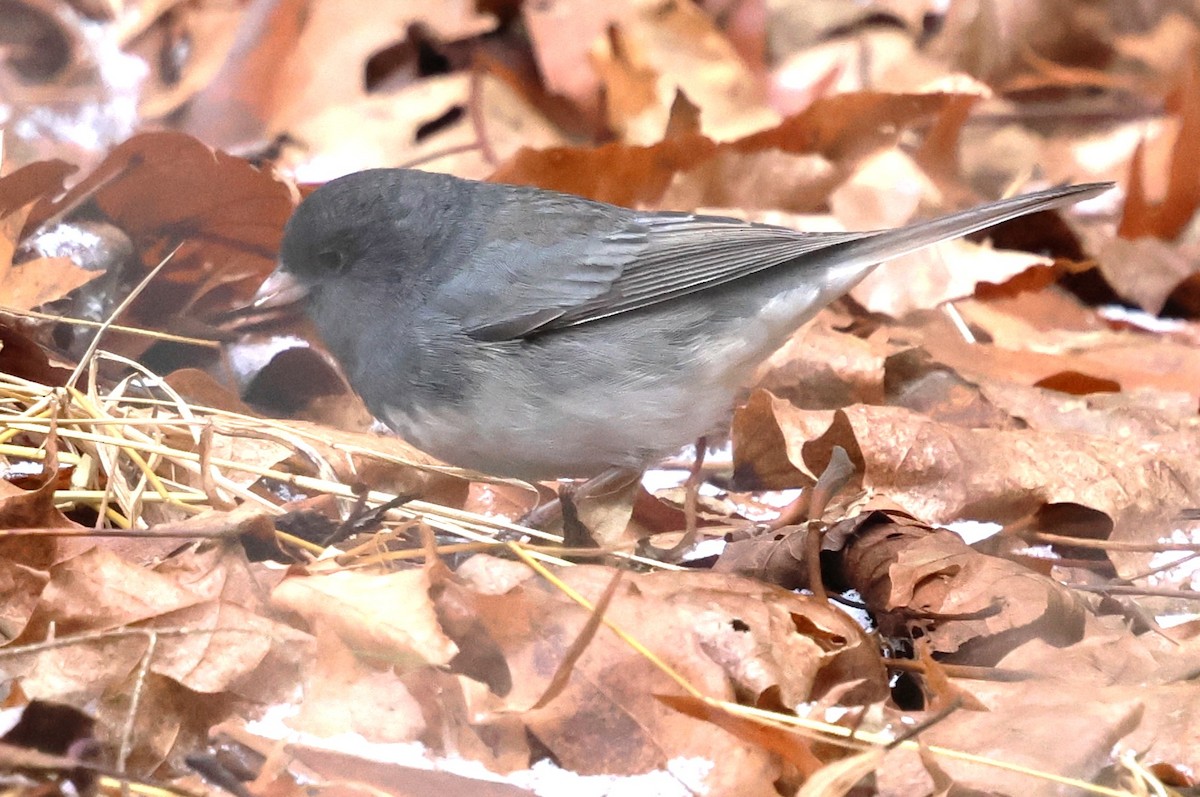 Dark-eyed Junco - ML646753620