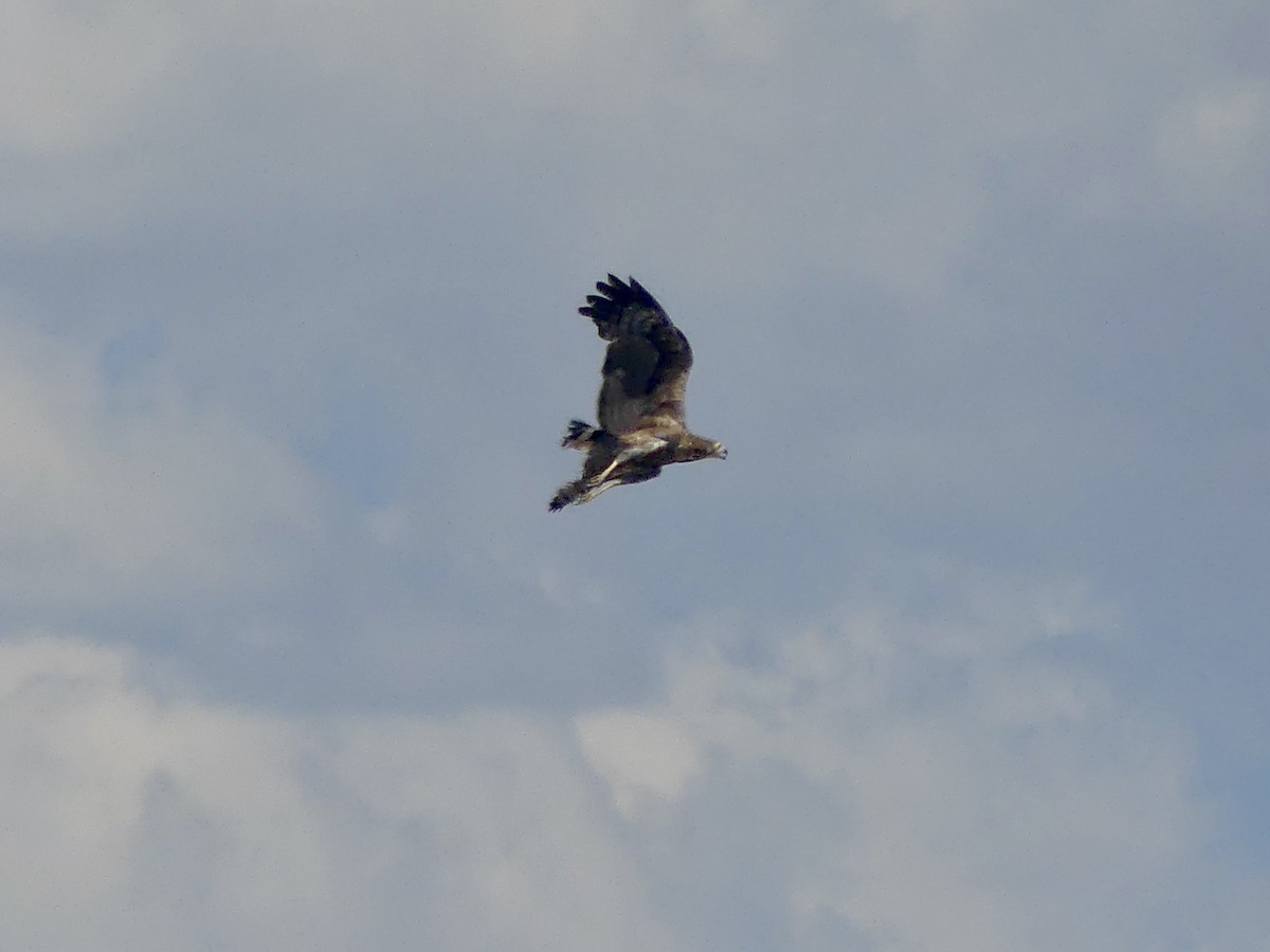 Aigle ravisseur - ML646753621