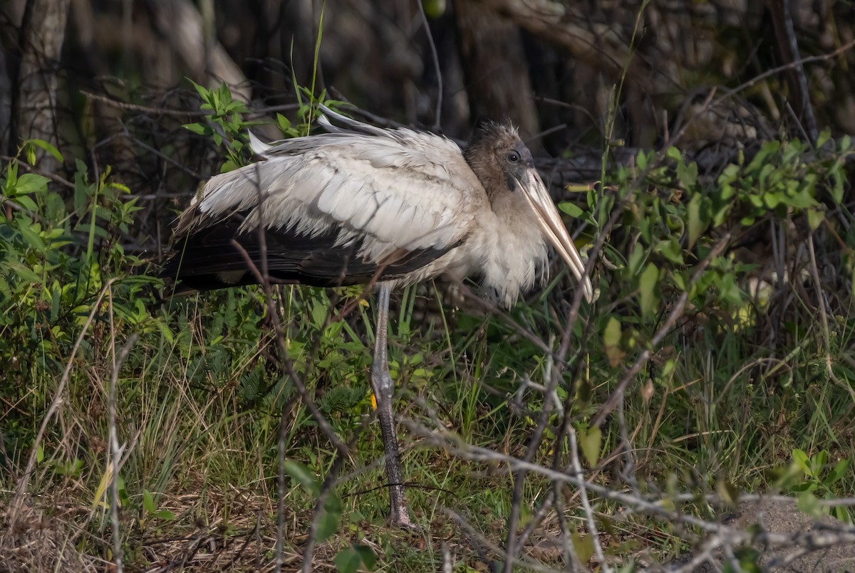 Waldstorch - ML646753622