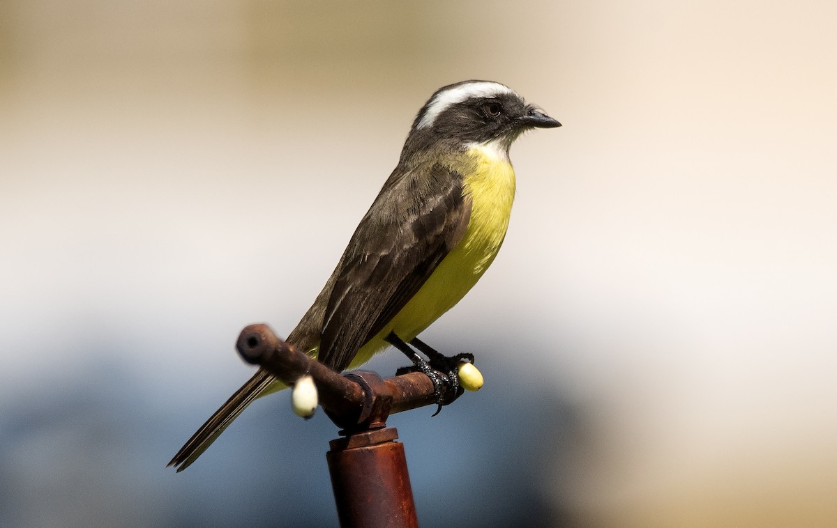 アカボウシヒタキモドキ（similis グループ） - ML646753623