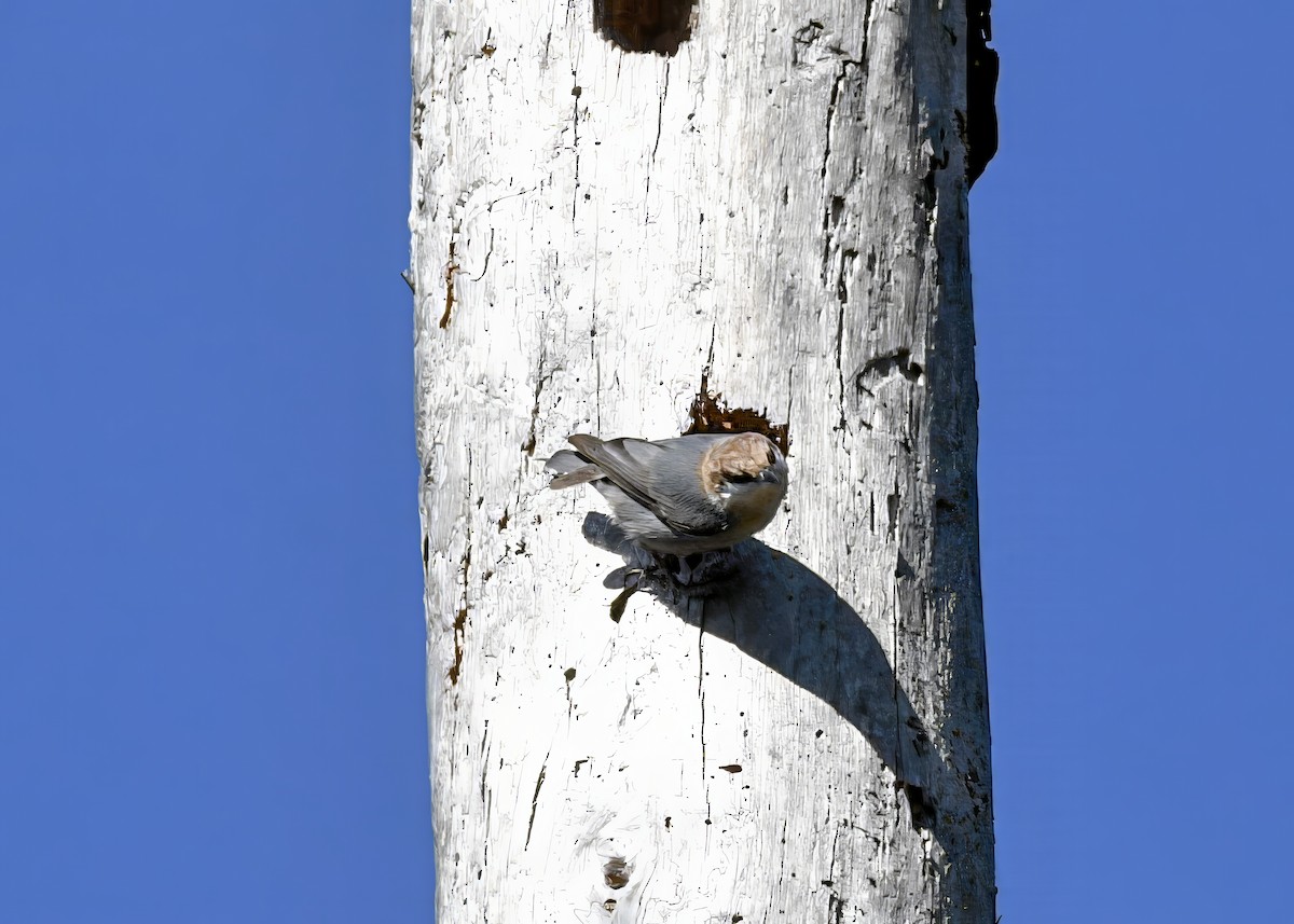 Brown-headed Nuthatch - ML646753624