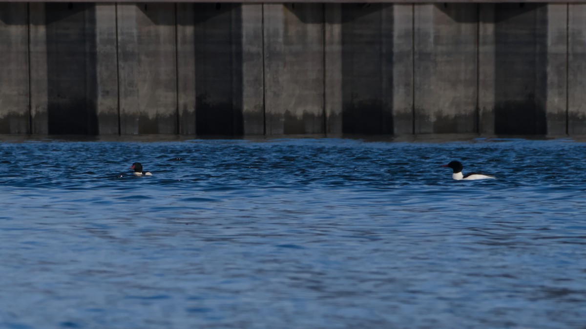 morčák velký - ML646753625