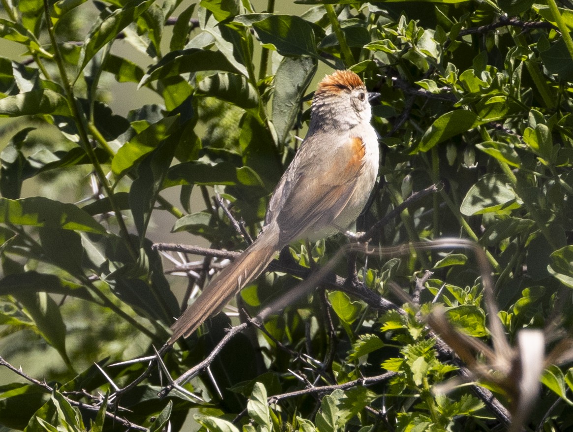 Пію гайовий - ML646753626
