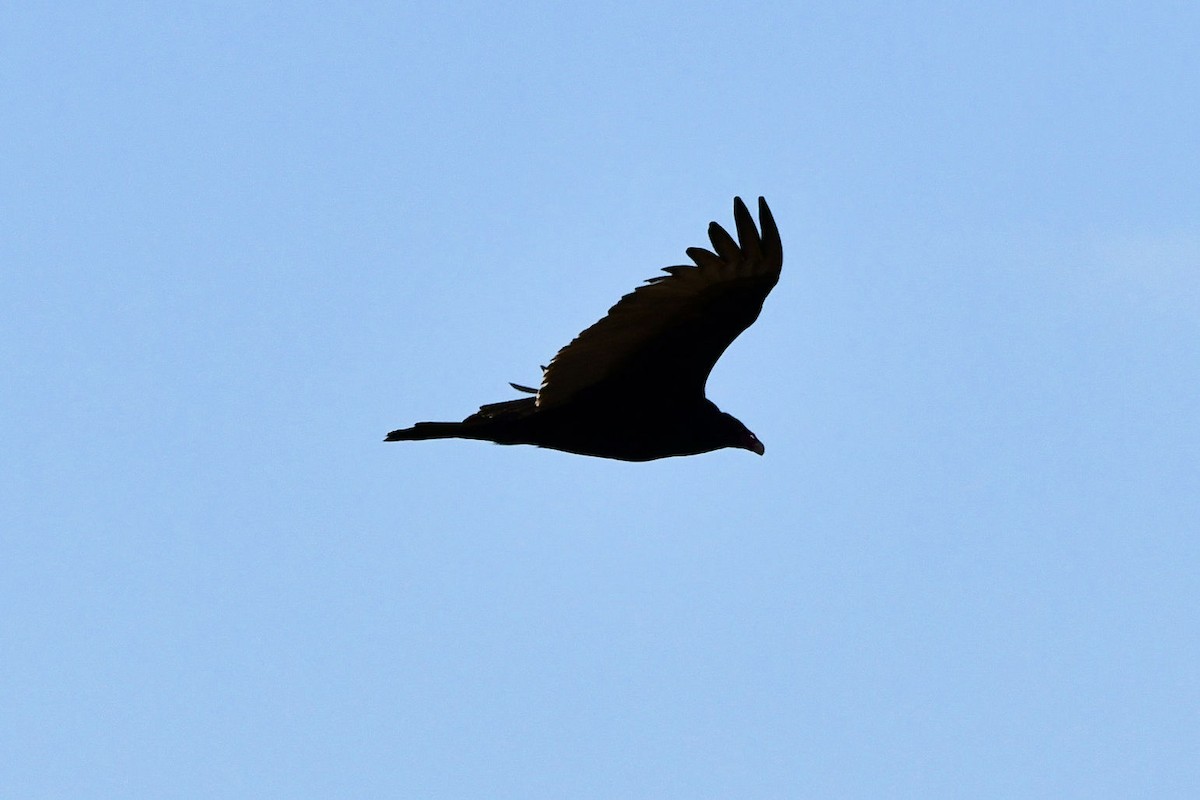 Turkey Vulture - ML646753627