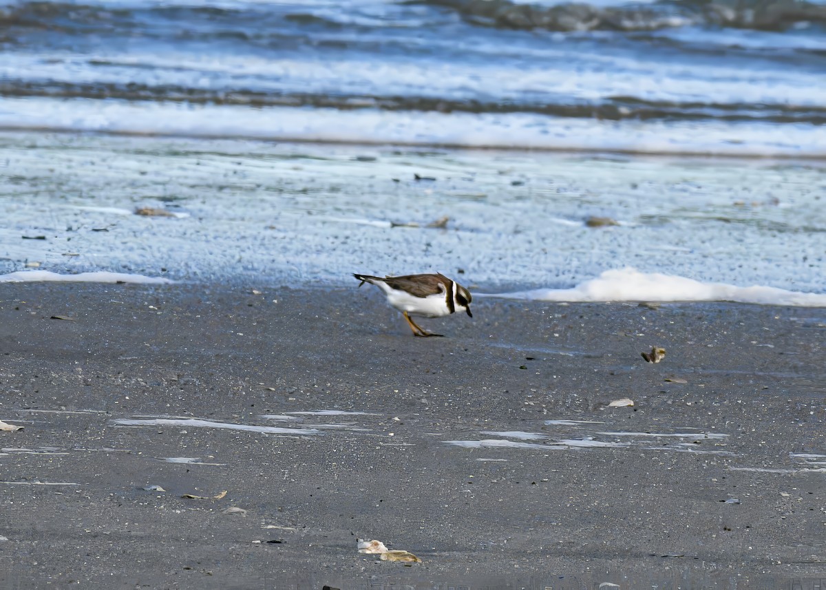 Semipalmated Plover - ML646753629