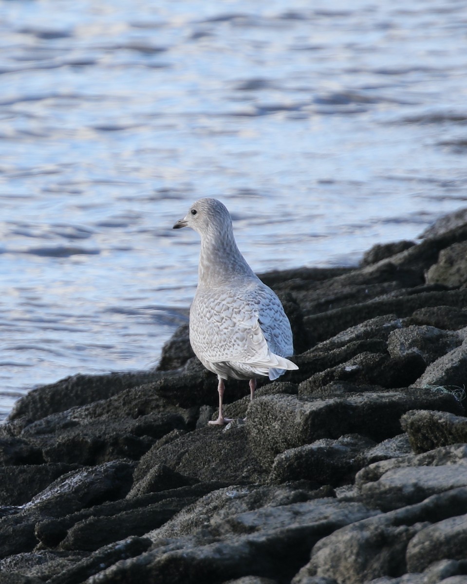 Grönland Martısı - ML646753630