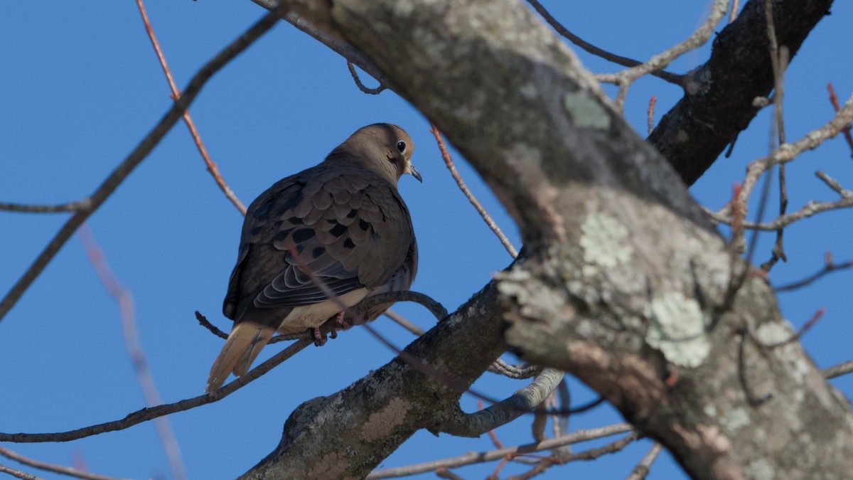 hrdlička karolínská - ML646753631