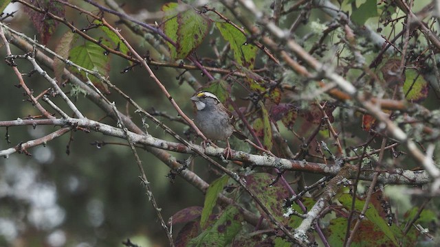 White-throated Sparrow - ML646753632
