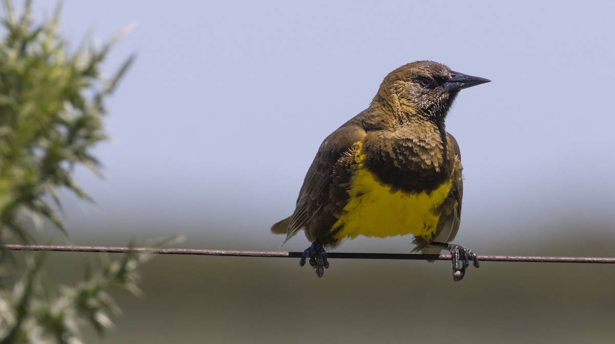 Мочарець бронзовий - ML646753634