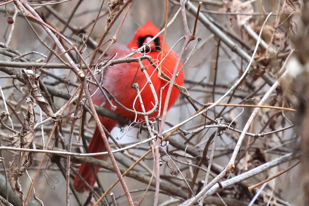 Kardinal arrunta - ML646753635