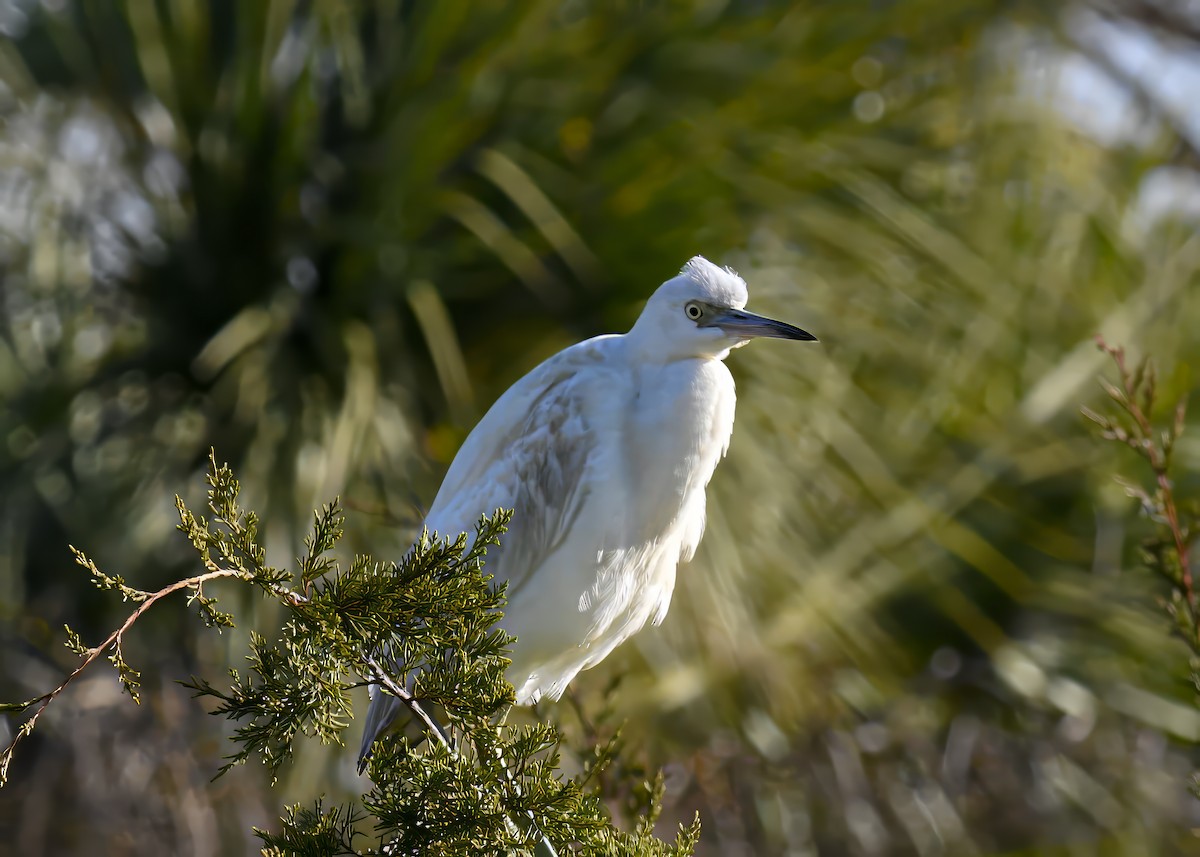 Little Blue Heron - ML646753636